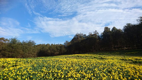 Mountain Blue Guest House - Australia Accommodation 21