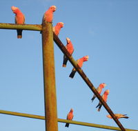 Ningaloo Bed and Breakfast - Australia Accommodation