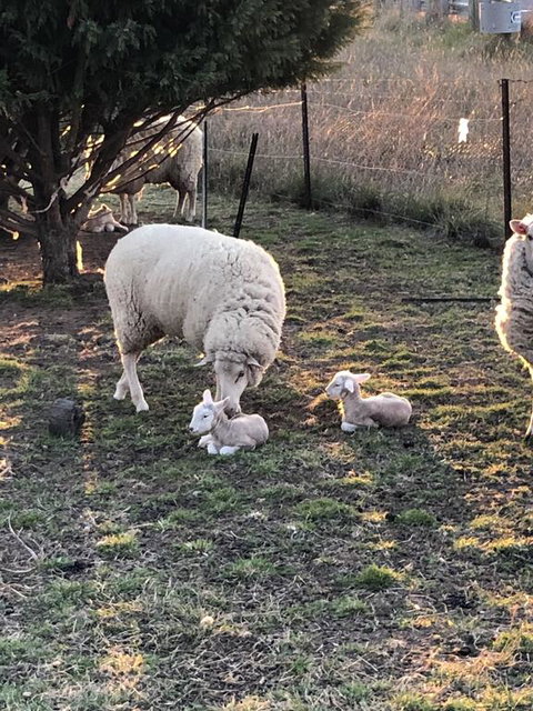 OConnell Retreat BnB - Australia Accommodation 3