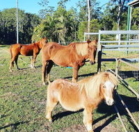 Paskins Farm - Australia Accommodation