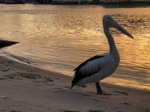 Pelican Cove Apartments - Australia Accommodation 1