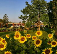Quirindi Sunflower Motor Inn - Australia Accommodation