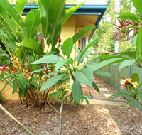 Rainforest Cottage Cairns - Australia Accommodation
