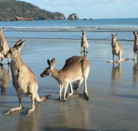 Seaforth Holiday Units - Australia Accommodation
