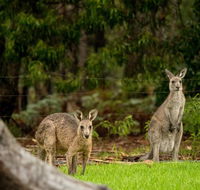 Secura Lifestyle Countryside Kalaru - Australia Accommodation