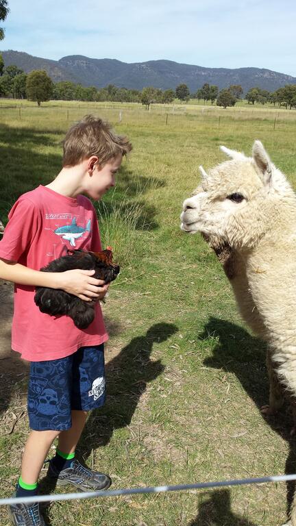 Starline Alpacas Farmstay Resort - Australia Accommodation 3