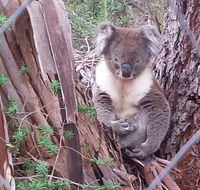 Stringybark Hills Retreat - Australia Accommodation
