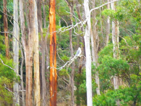 Quamby Pines Chalet - Australia Accommodation 11