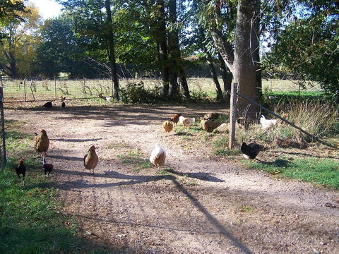 Drumreagh Cabins - Australia Accommodation 2