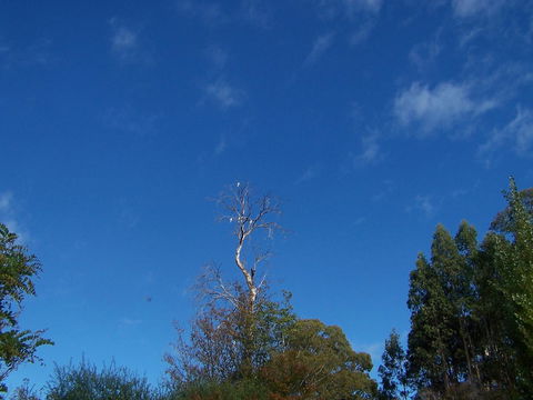 Drumreagh Cabins - Australia Accommodation 8