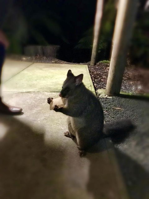 Lemonthyme Wilderness Retreat - Australia Accommodation 34