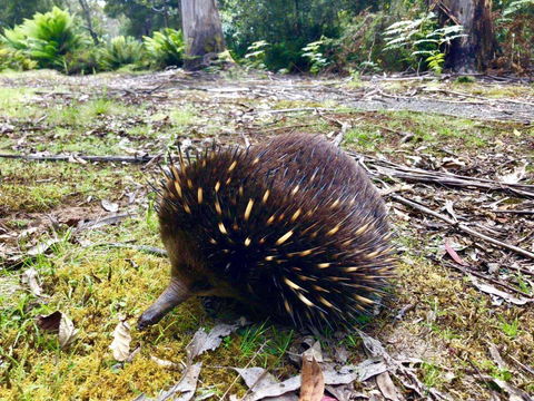 Lemonthyme Wilderness Retreat - Australia Accommodation 13