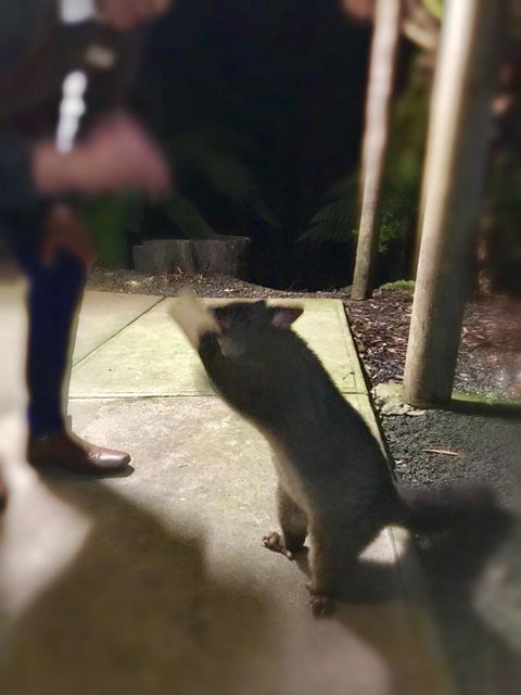 Lemonthyme Wilderness Retreat - Australia Accommodation 35