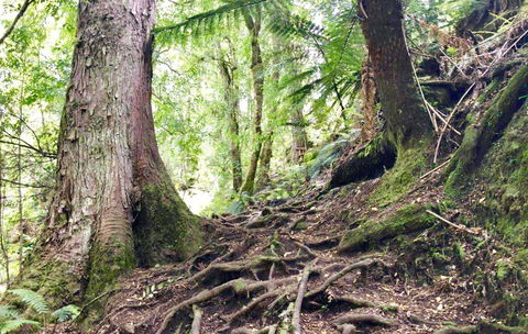 Lemonthyme Wilderness Retreat - Australia Accommodation 23