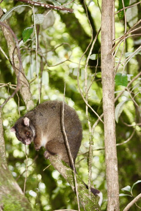 Lemonthyme Wilderness Retreat - Australia Accommodation 26