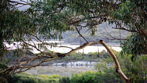 KINGFISHER COTTAGE Beachfront At The Binalong Bay - Australia Accommodation 17