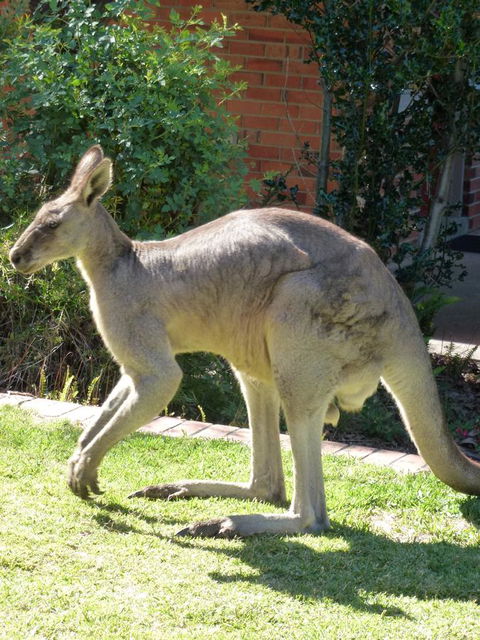 The Grampians Motel - Australia Accommodation 3