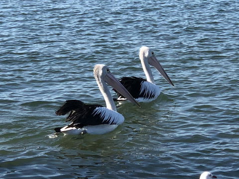 Apartments In Phillip Island Towers - Block C - Australia Accommodation 37