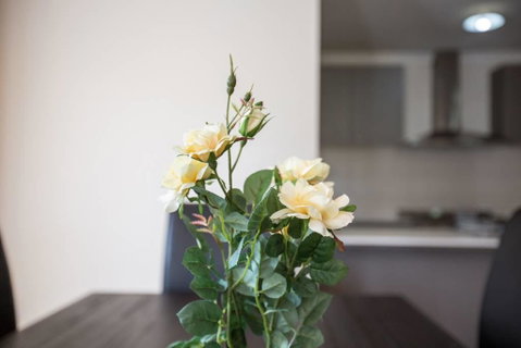 Holiday Rose - Australia Accommodation 8
