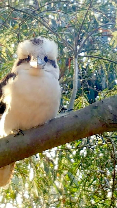 The Nature Resort Villas - Australia Accommodation 22