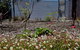 The Olive Tree Motel - thumb 16