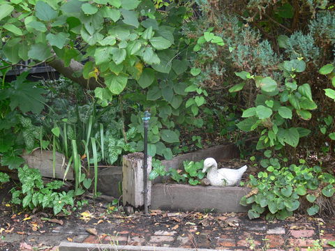 Fairbank House - Australia Accommodation 24