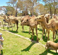 The Funny Farm - Animals / Churchhouse / Amazing Experience - Australia Accommodation