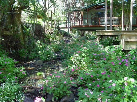Treetops Montville - Australia Accommodation 0