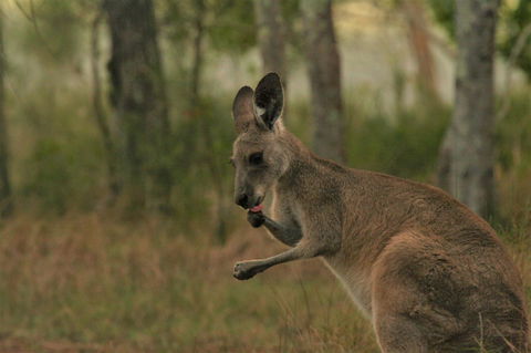 Lake Weyba Noosa Lodge & Kangaroos - Australia Accommodation 43