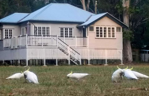 Lake Weyba Noosa Lodge & Kangaroos - Australia Accommodation 20