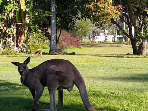 Lake Weyba Noosa Lodge & Kangaroos - Australia Accommodation 24