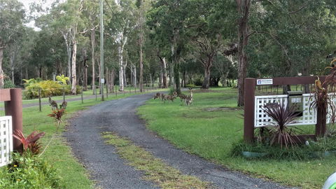 Lake Weyba Noosa Lodge & Kangaroos - Australia Accommodation 42