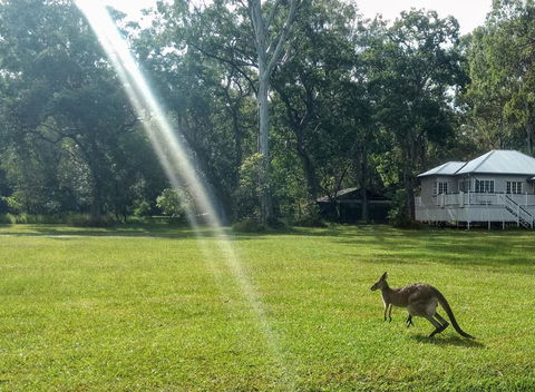 Lake Weyba Noosa Lodge & Kangaroos - Australia Accommodation 26