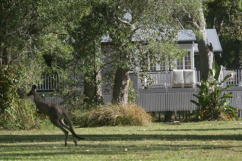 Lake Weyba Noosa Lodge & Kangaroos - Australia Accommodation 31