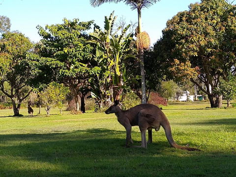 Lake Weyba Noosa Lodge & Kangaroos - Australia Accommodation 35