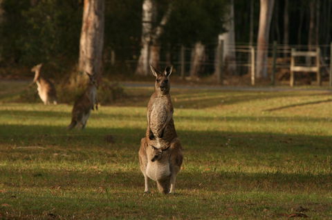 Lake Weyba Noosa Lodge & Kangaroos - Australia Accommodation 16