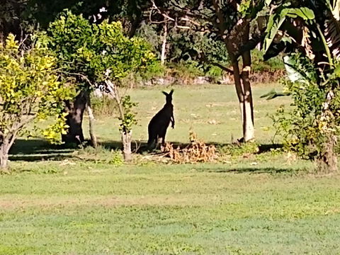 Lake Weyba Noosa Lodge & Kangaroos - Australia Accommodation 29