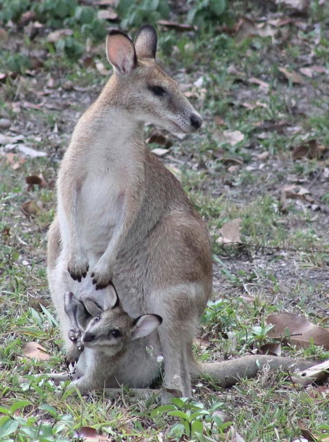 Airlie Beach Eco Cabins - Adults Only - Australia Accommodation 40