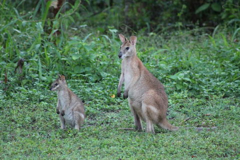 Airlie Beach Eco Cabins - Adults Only - Australia Accommodation 16