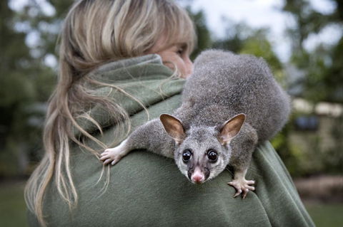 Airlie Beach Eco Cabins - Adults Only - Australia Accommodation 3