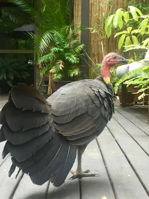 Noosa Hinterland Retreat - Australia Accommodation 9