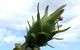 Gaia On Bribie Island - thumb 22