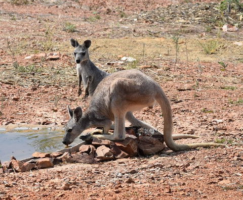Ironbark House - Australia Accommodation 19