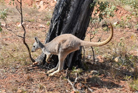 Ironbark House - Australia Accommodation 24