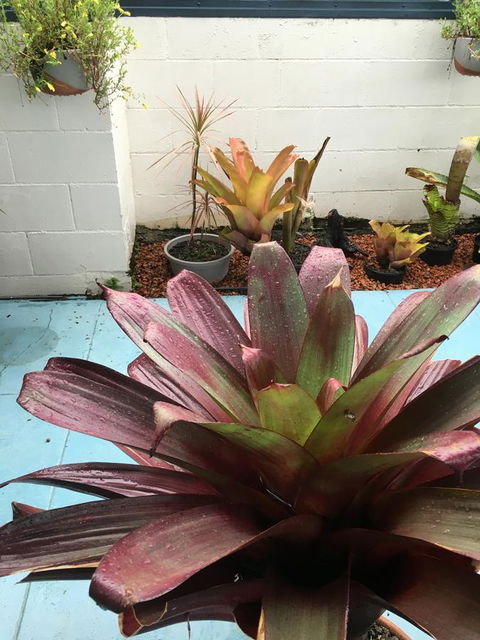 Black Marlin Motel - Australia Accommodation 17