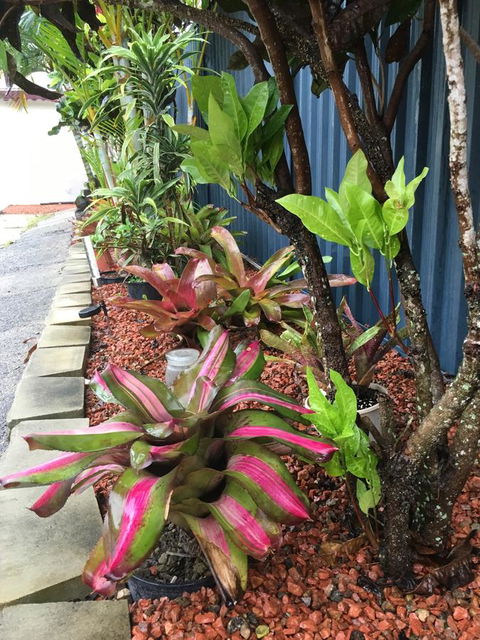 Black Marlin Motel - Australia Accommodation 20