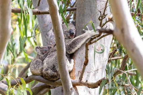 A Quiet Unit Overlooking A Reserve - Australia Accommodation 0