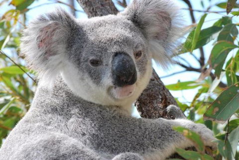 AFFORDABLE ISLAND ESCAPE! Queen Studio, Nelly Bay - Australia Accommodation 2