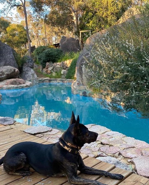 A Paradise For Dogs And A Magical Retreat For Hoomans - Australia Accommodation 4
