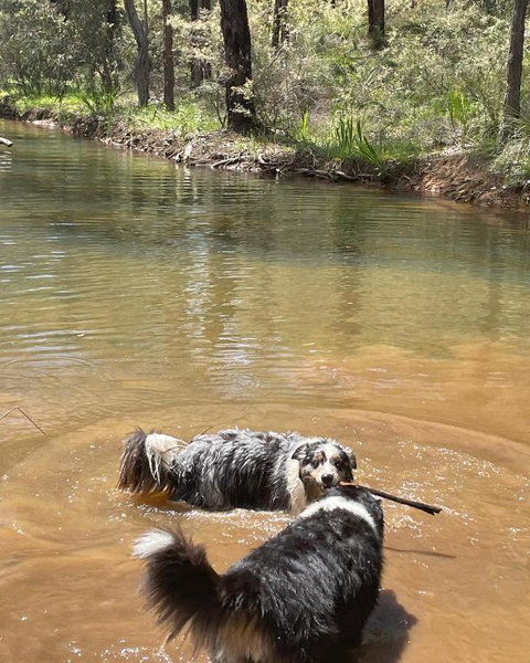 A Paradise For Dogs And A Magical Retreat For Hoomans - Australia Accommodation 2